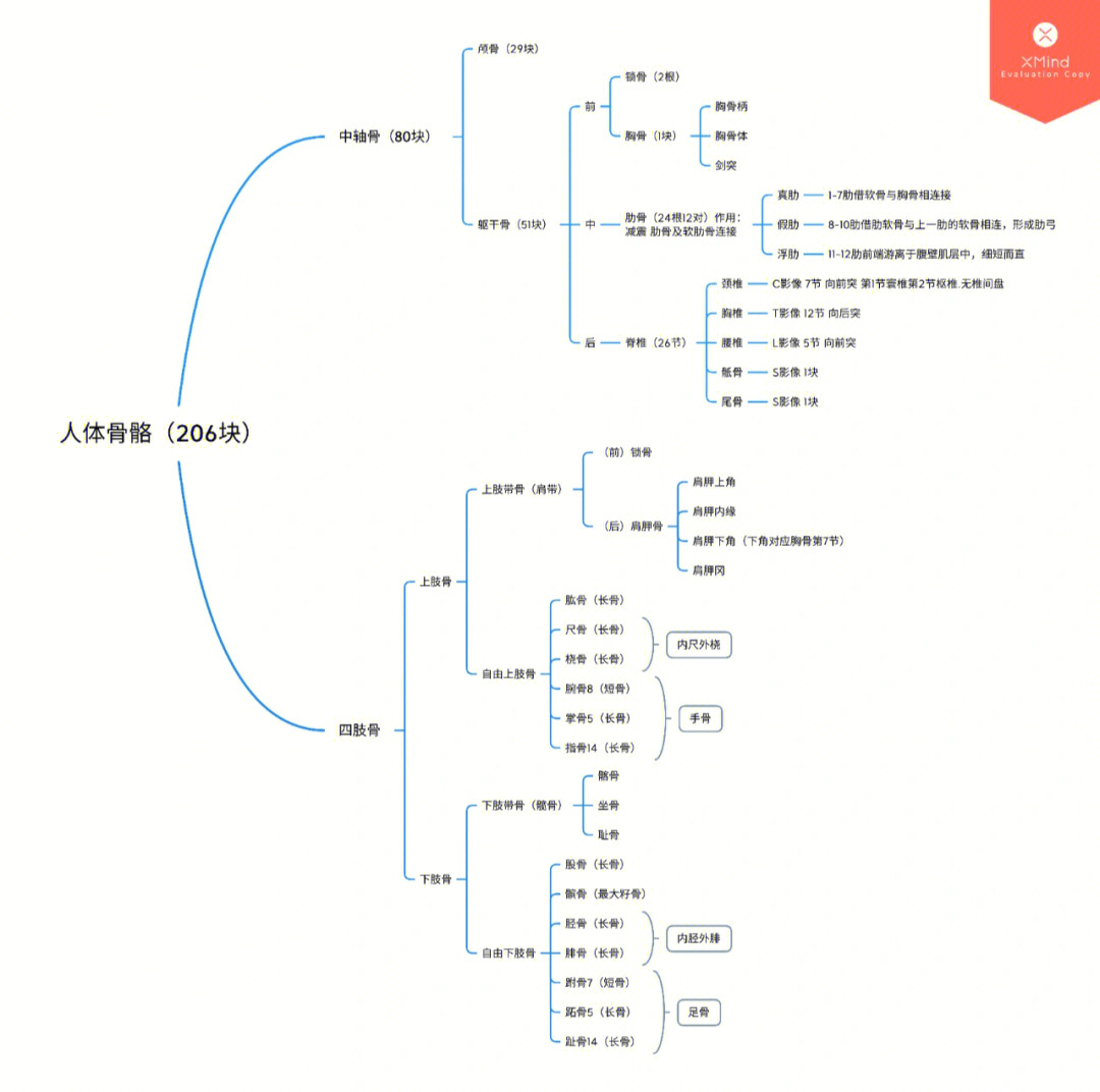 中轴骨思维导图图片