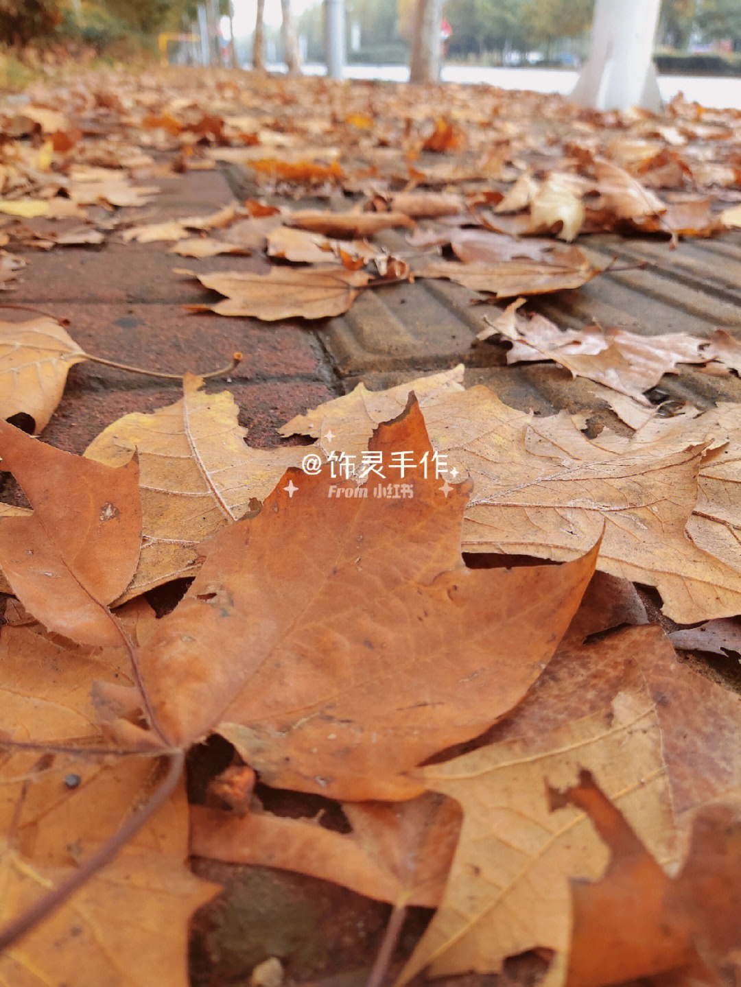 凤飞飞温暖的秋天图片