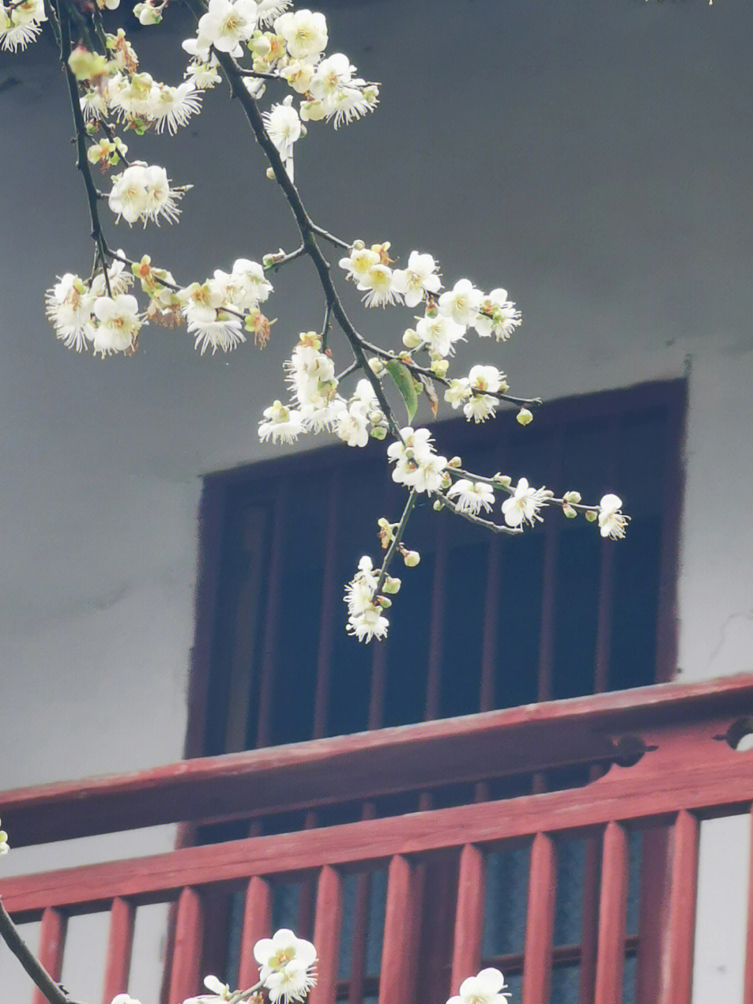 永泰青梅花94盛开