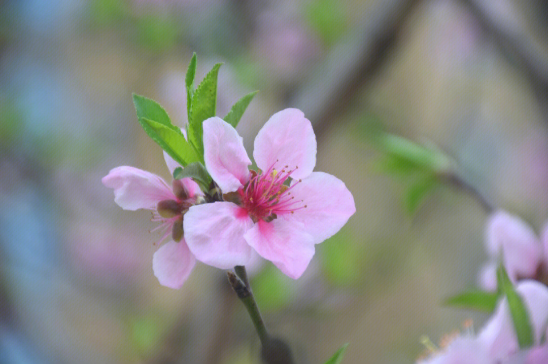 又是一年桃花