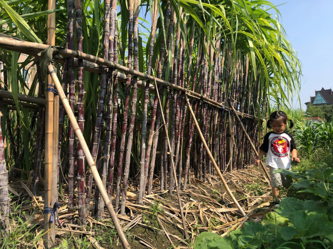 甘蔗长在哪里图片