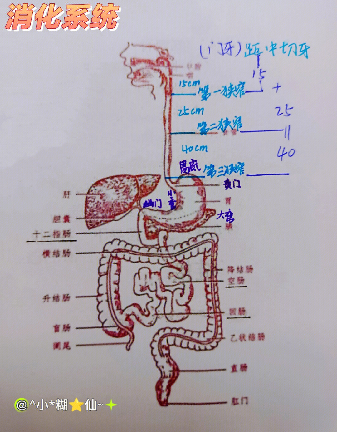 食管的分层结构图图片