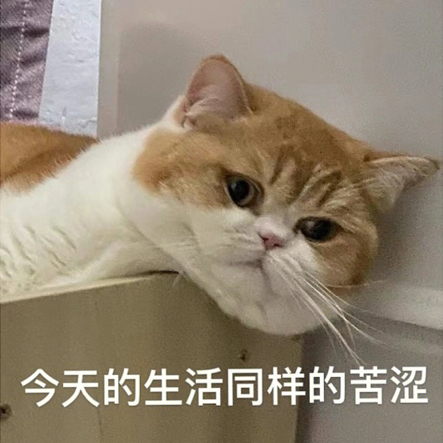 99打工人必备6015emo小猫的丧丧表情包来啦