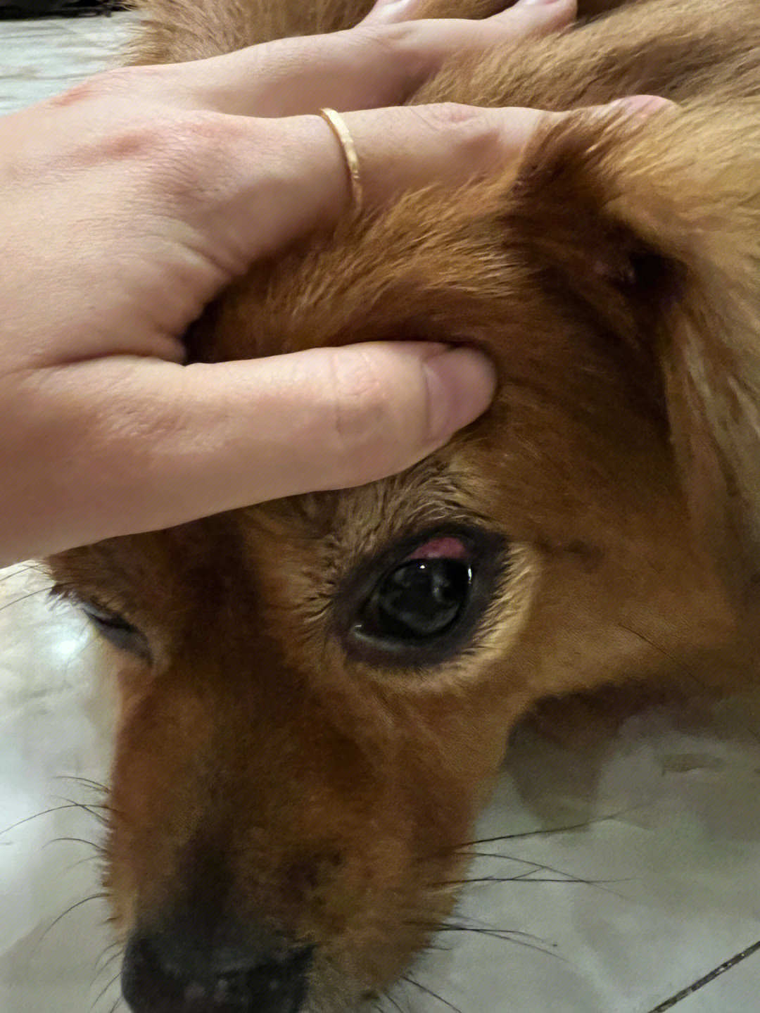 狗狗眼球被流浪猫抓伤了