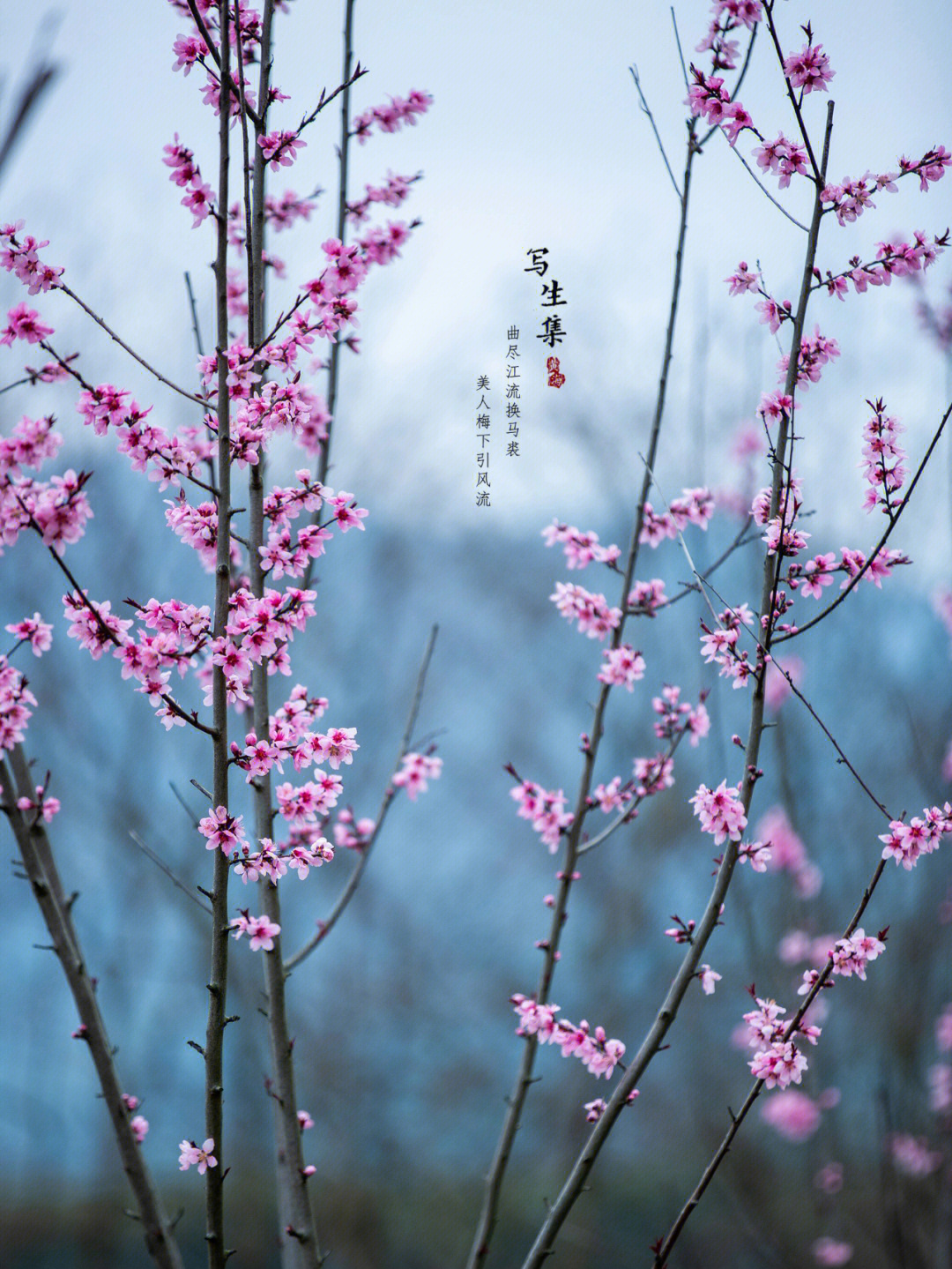 冰上美人桃花安图片