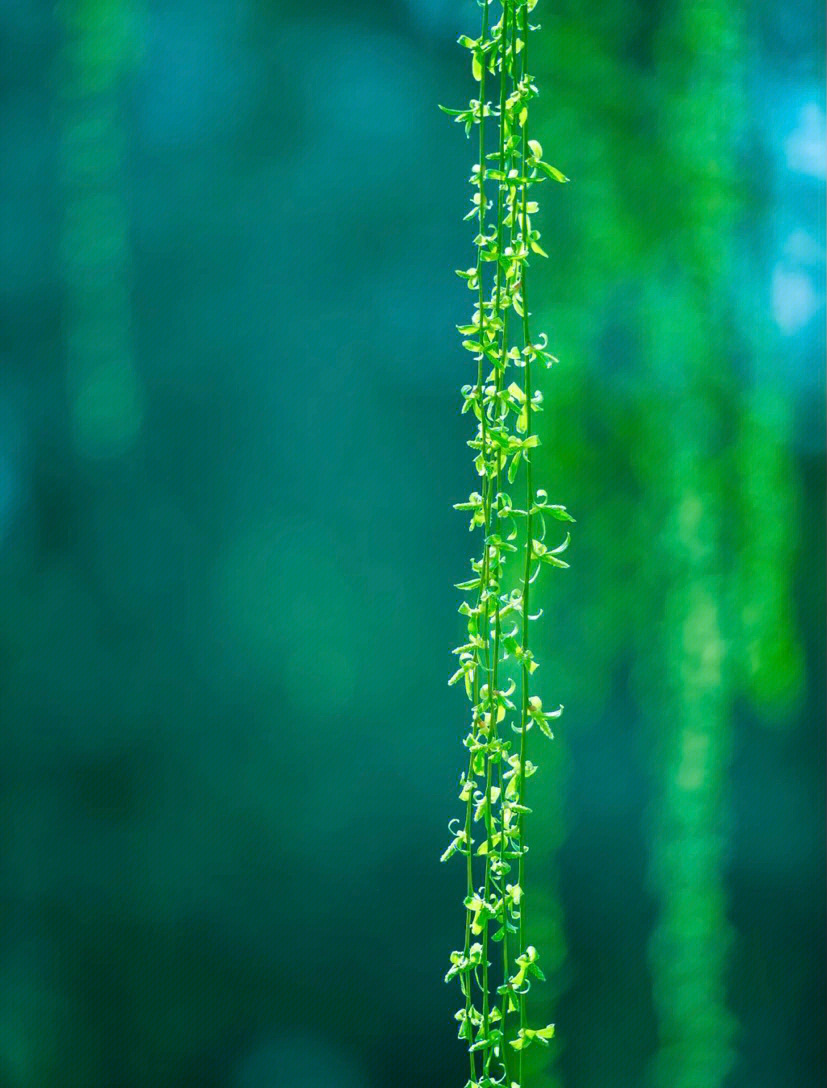 春天的气息