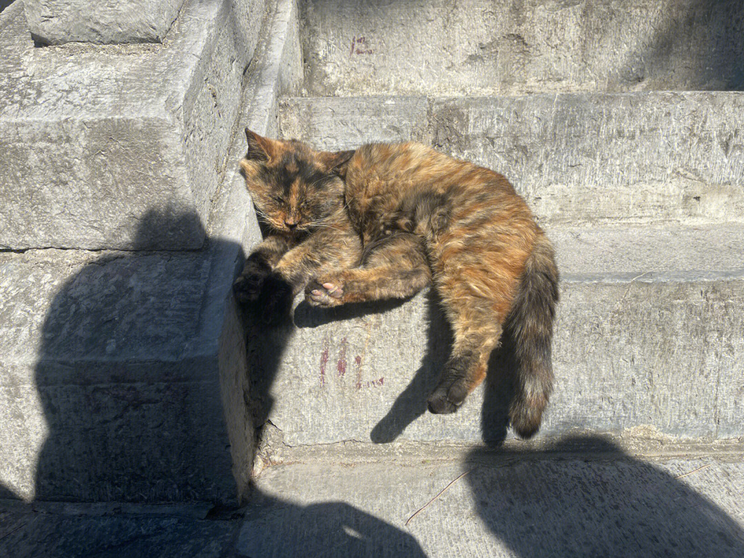 古鸡鸣寺猫图片