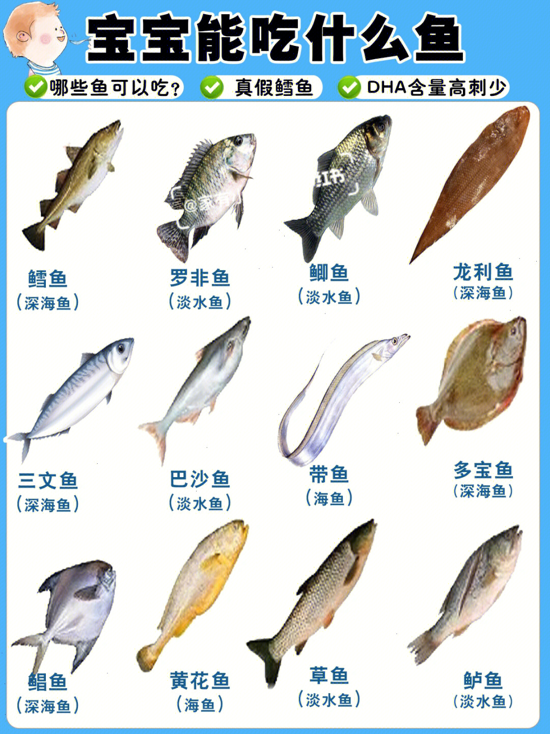 海洋鱼类大全图册名称图片