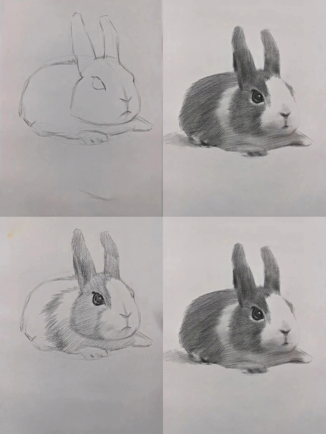 兔子素描简笔图片