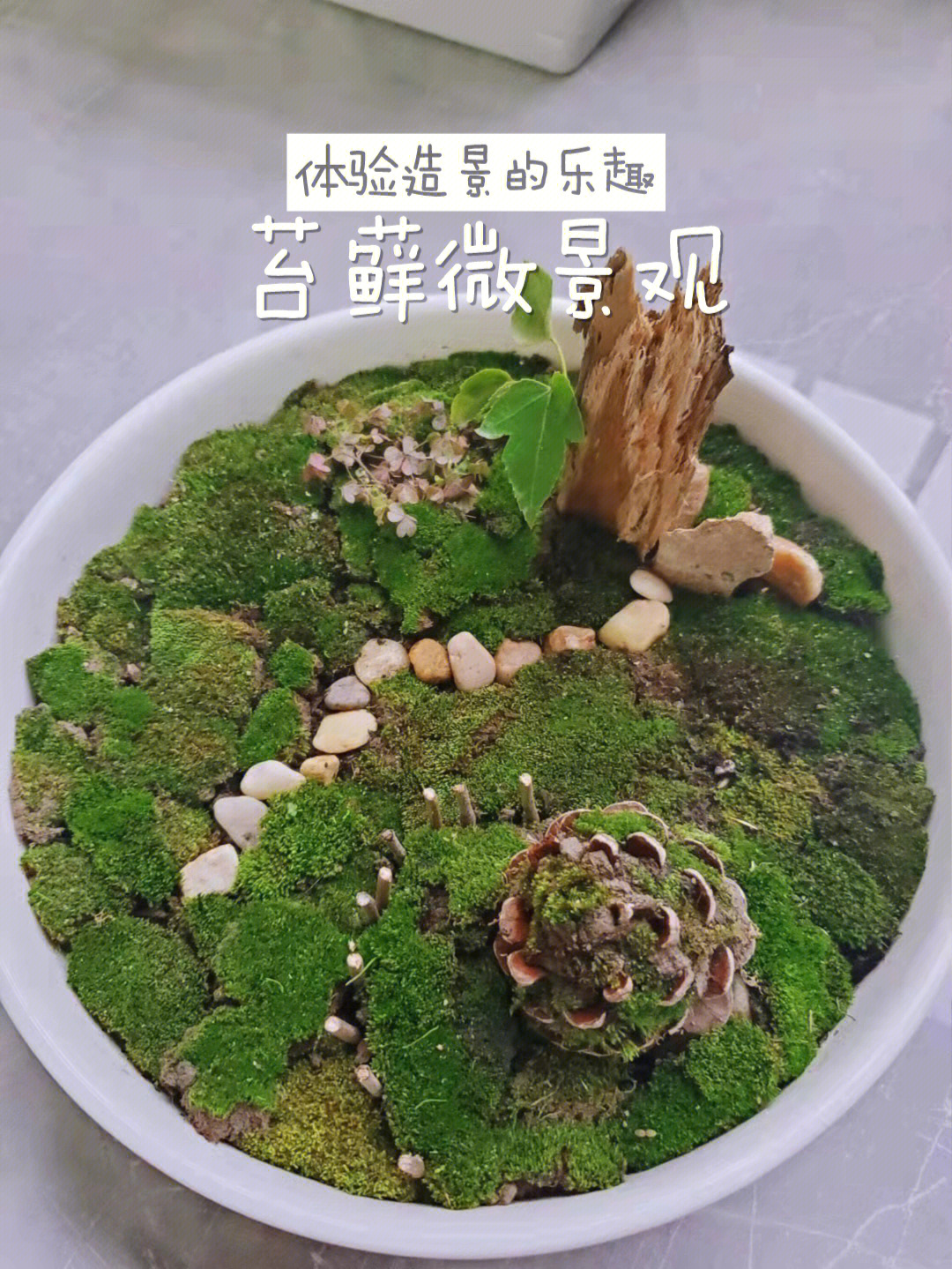 微景观制作教程简易图片