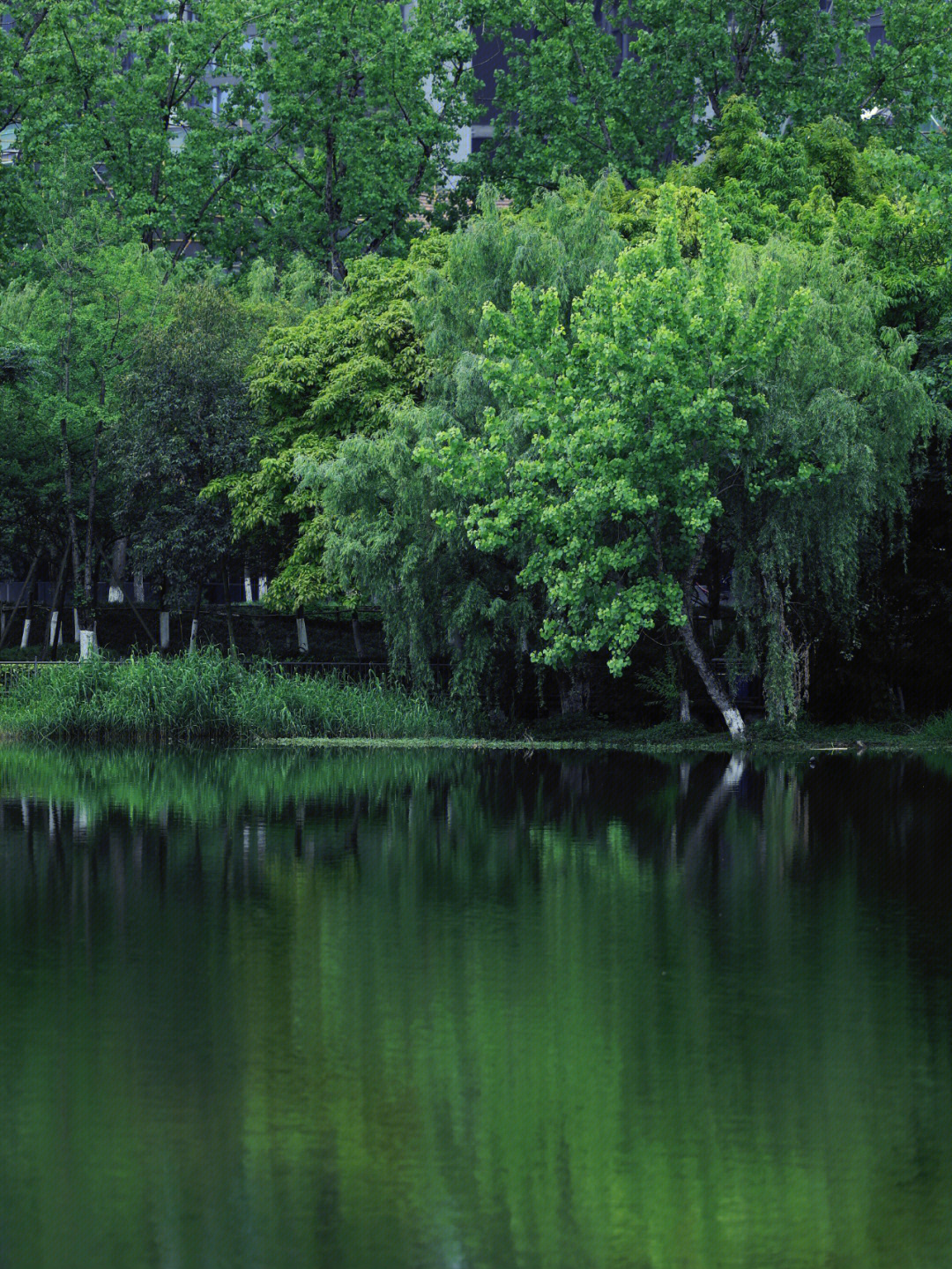 成都东湖湿地公园图片