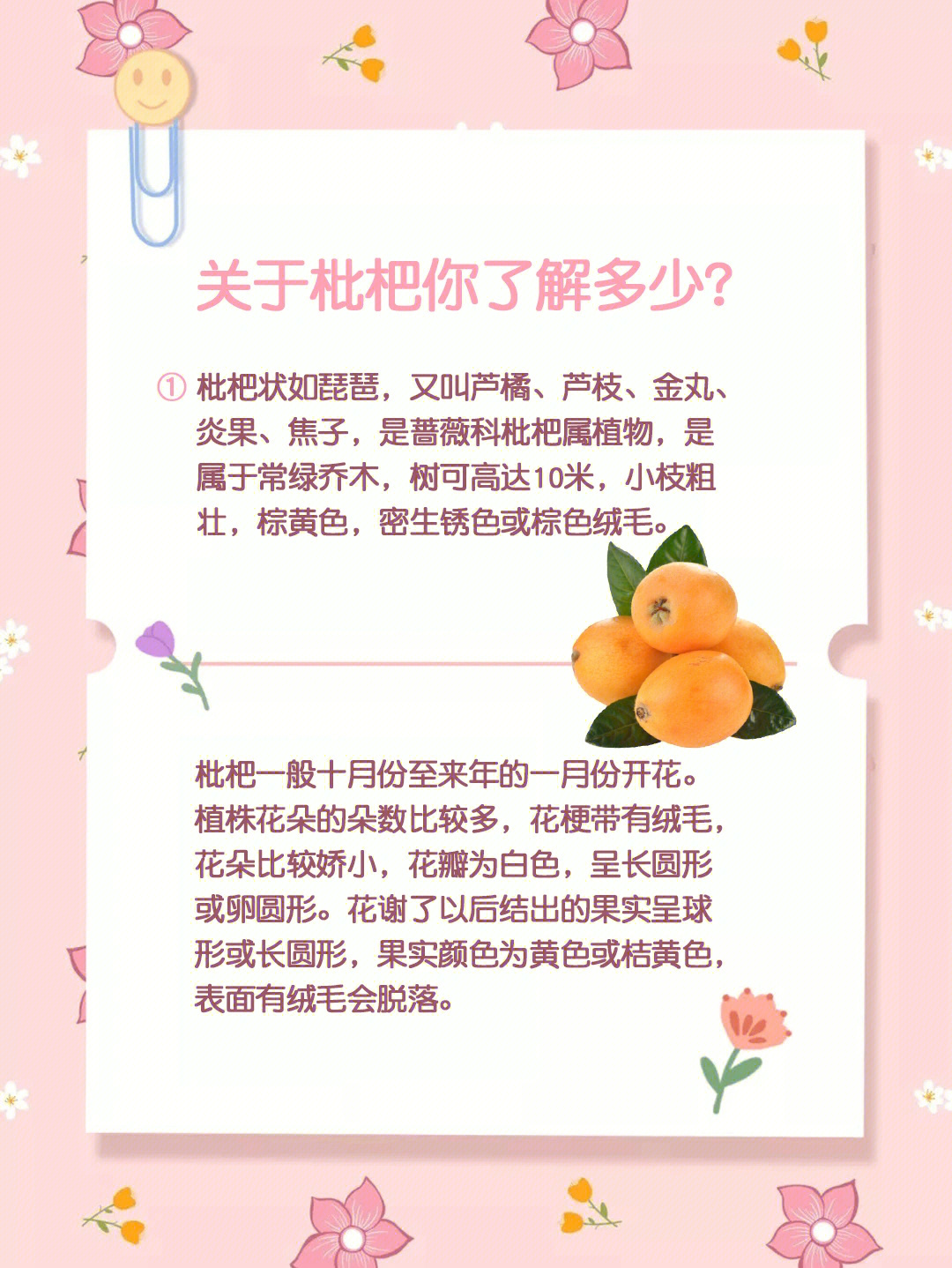 关于枇杷的手抄报简单图片