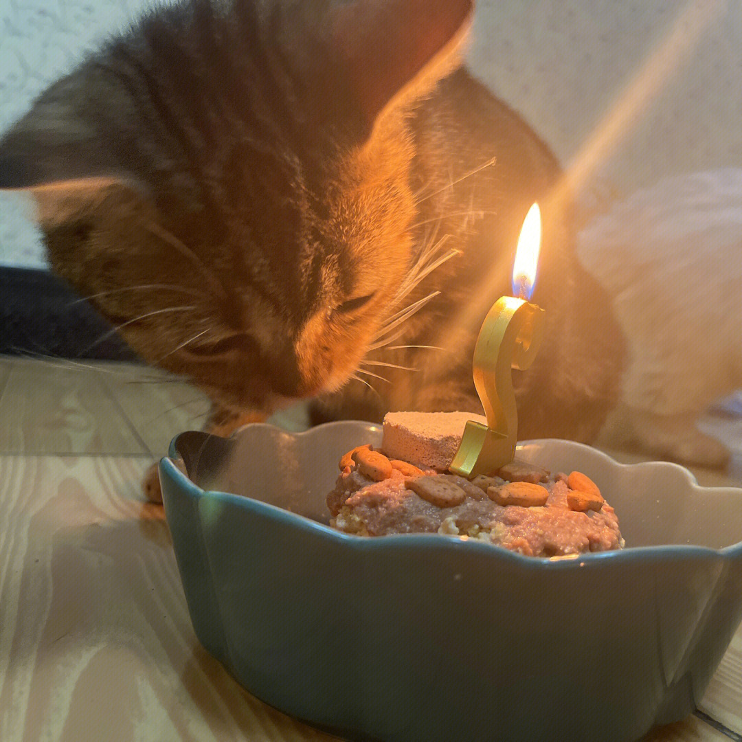 猫咪过生日图片唯美图片