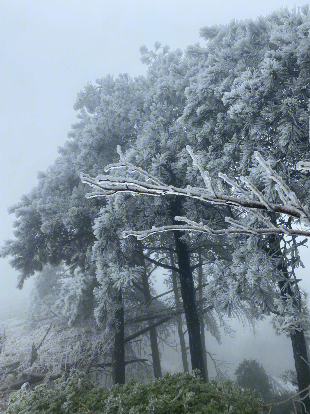 九仙山雾凇雨天图片