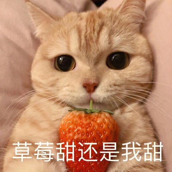 表情包#表情包分享#可爱表情包#猫咪表情包#小猫表情包