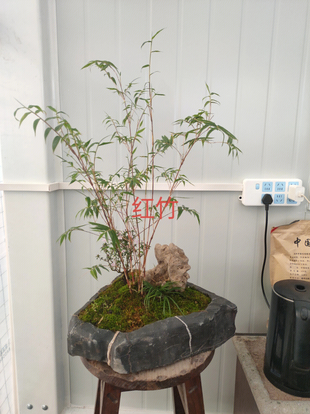 红竹室内养殖方法图片