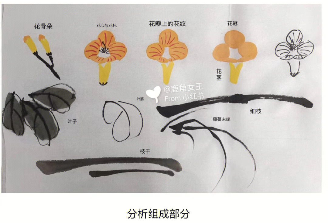 花茎是什么部位图片