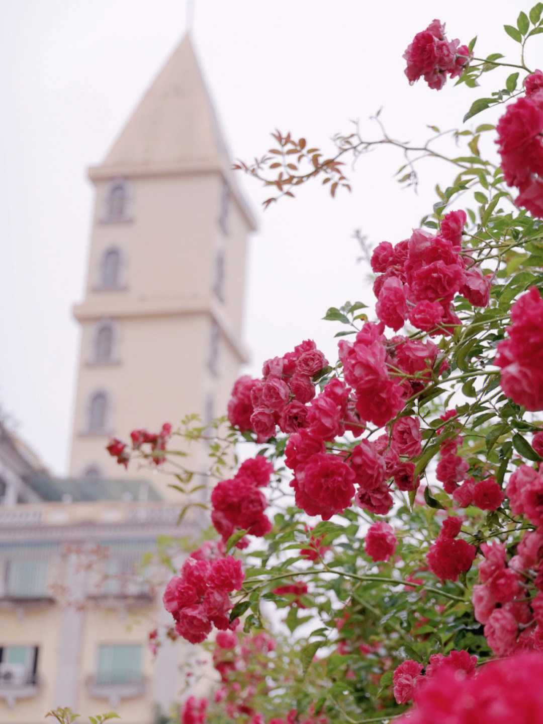 福州#蔷薇花