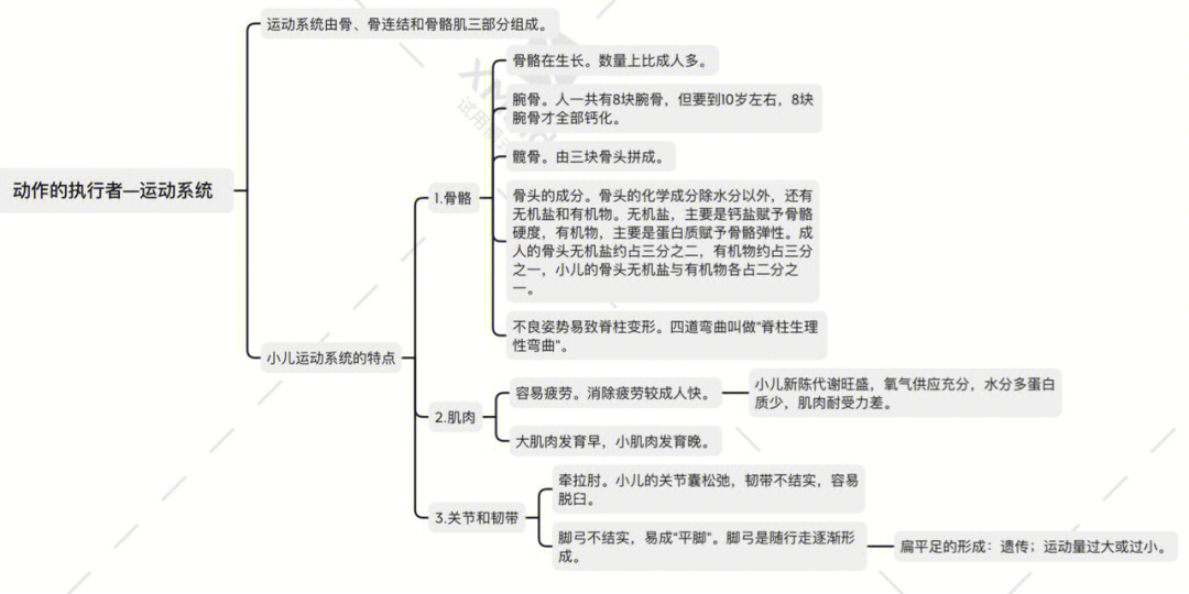 骨骼与肌肉的思维导图图片