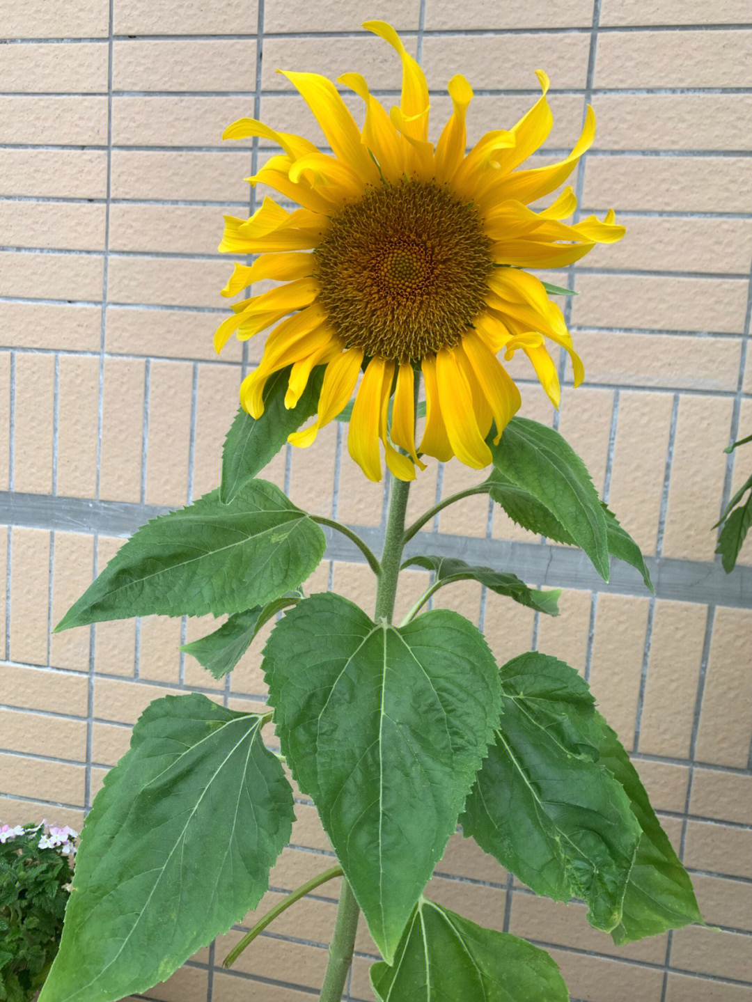 我的向日葵盆栽种植完美成功