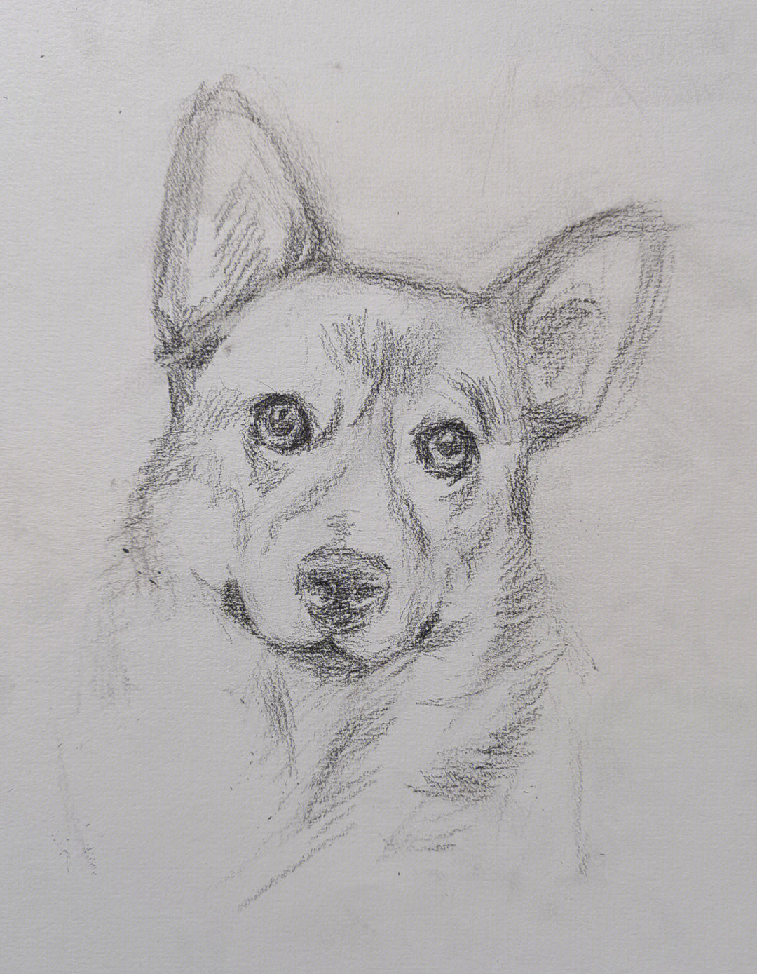 绘画工具:卡西米尔14b  自动铅笔2b第一步:画出狗狗的动态和一些结构