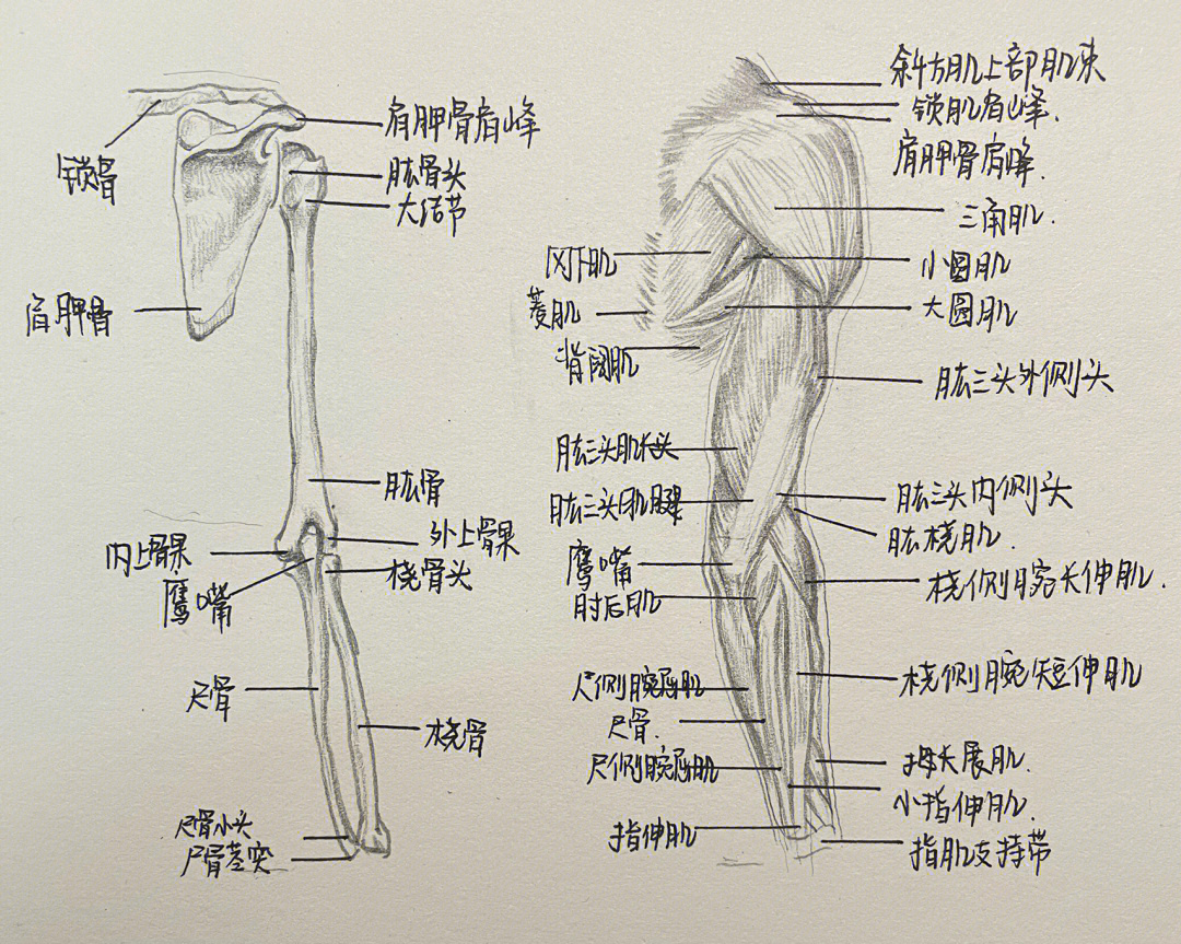 手臂骨骼肌肉