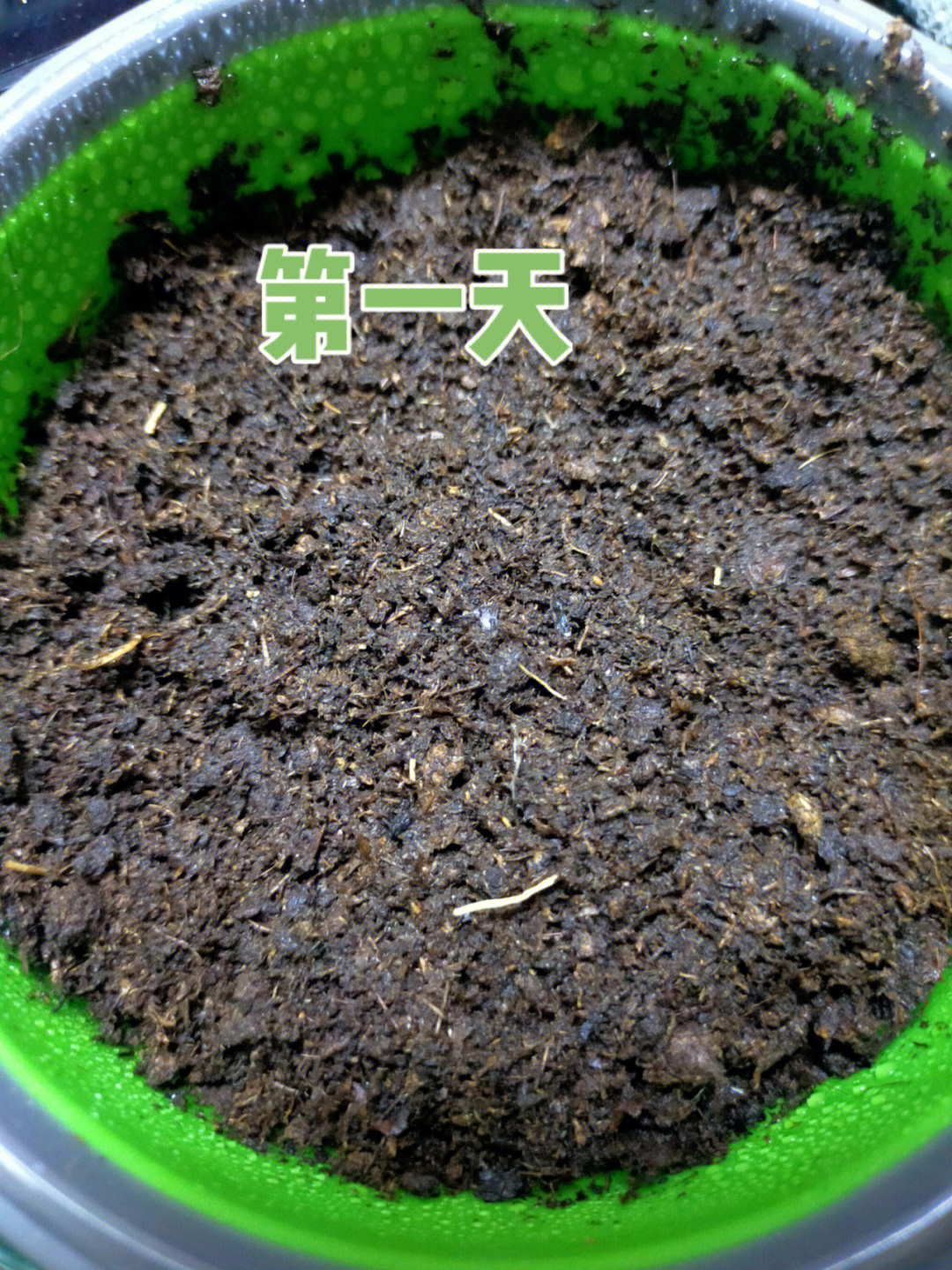 蜡菊桃杏混合种植日记