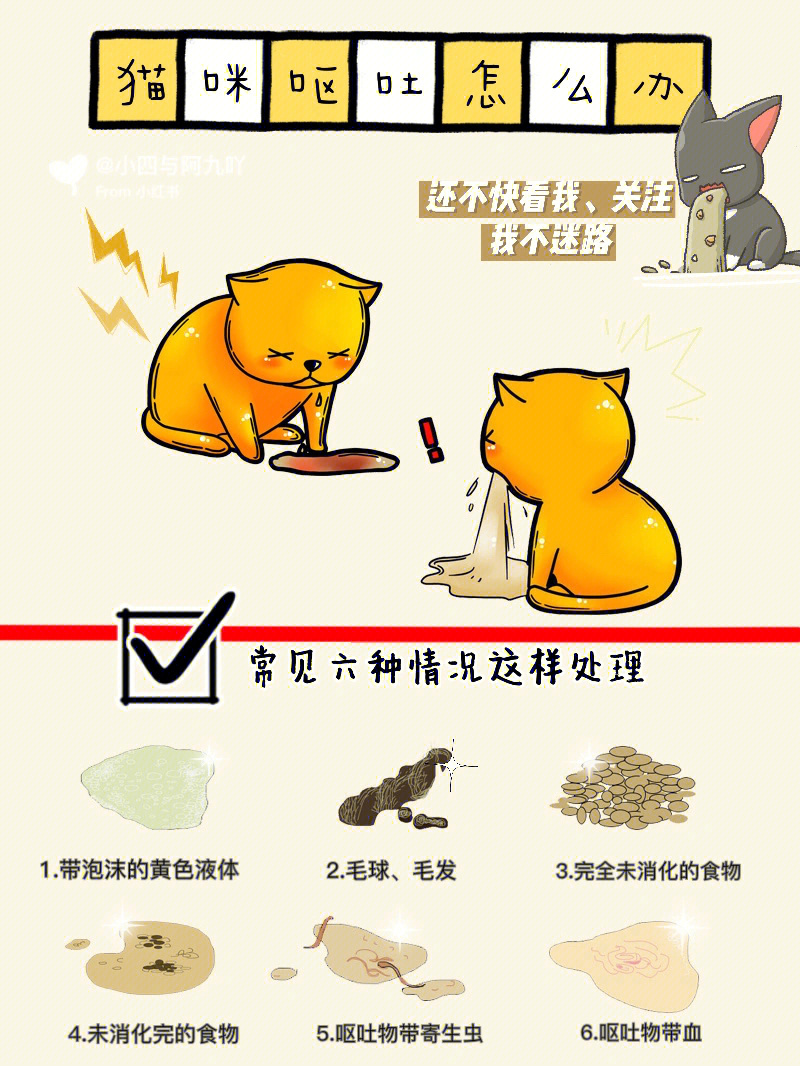 猫咪呕吐物判断表图片