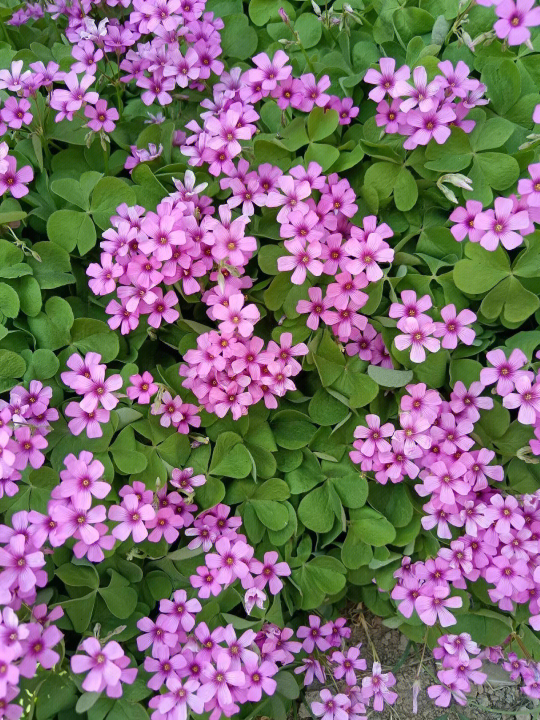 烂漫可爱的粉色小花,夏日里很常见,大多都叫不出它的名字,我们叫它