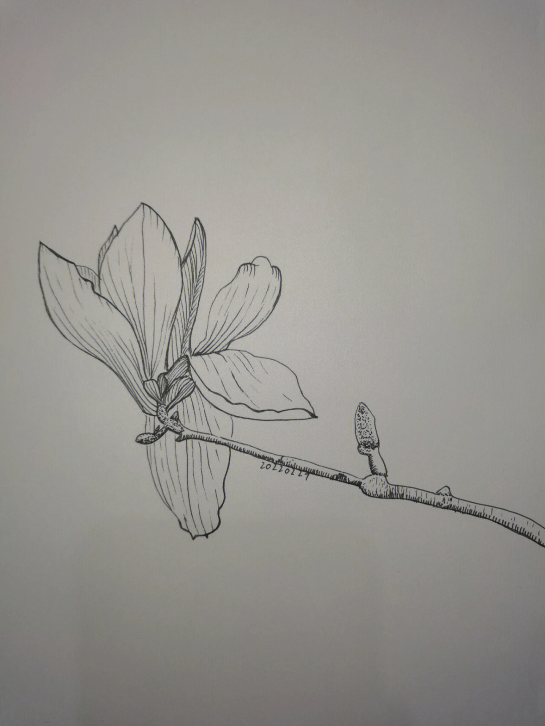 玉兰花铅笔画法图片