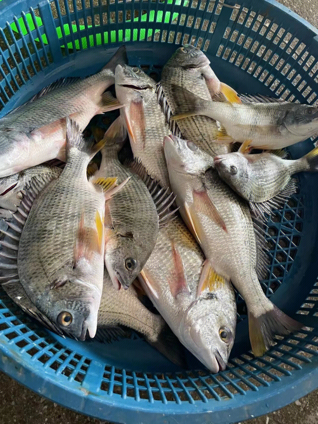 东山岛海鲜野生黄翅鱼被誉为上等鱼,适合孩子辅食,也是月子催奶鱼