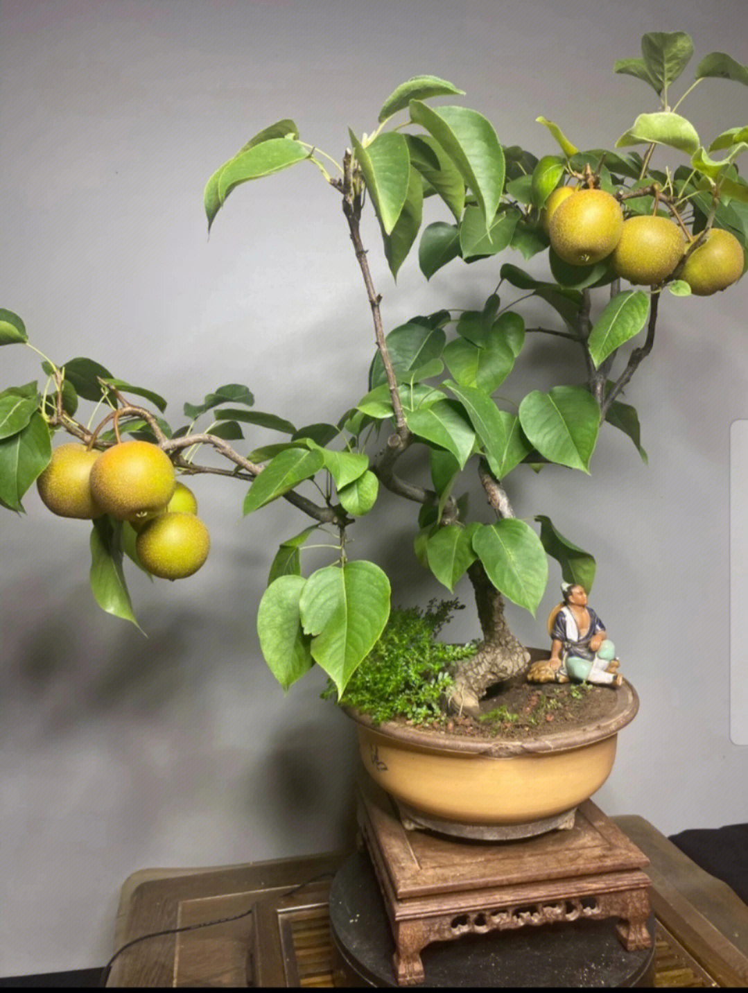 百万元一颗棠梨盆景图片