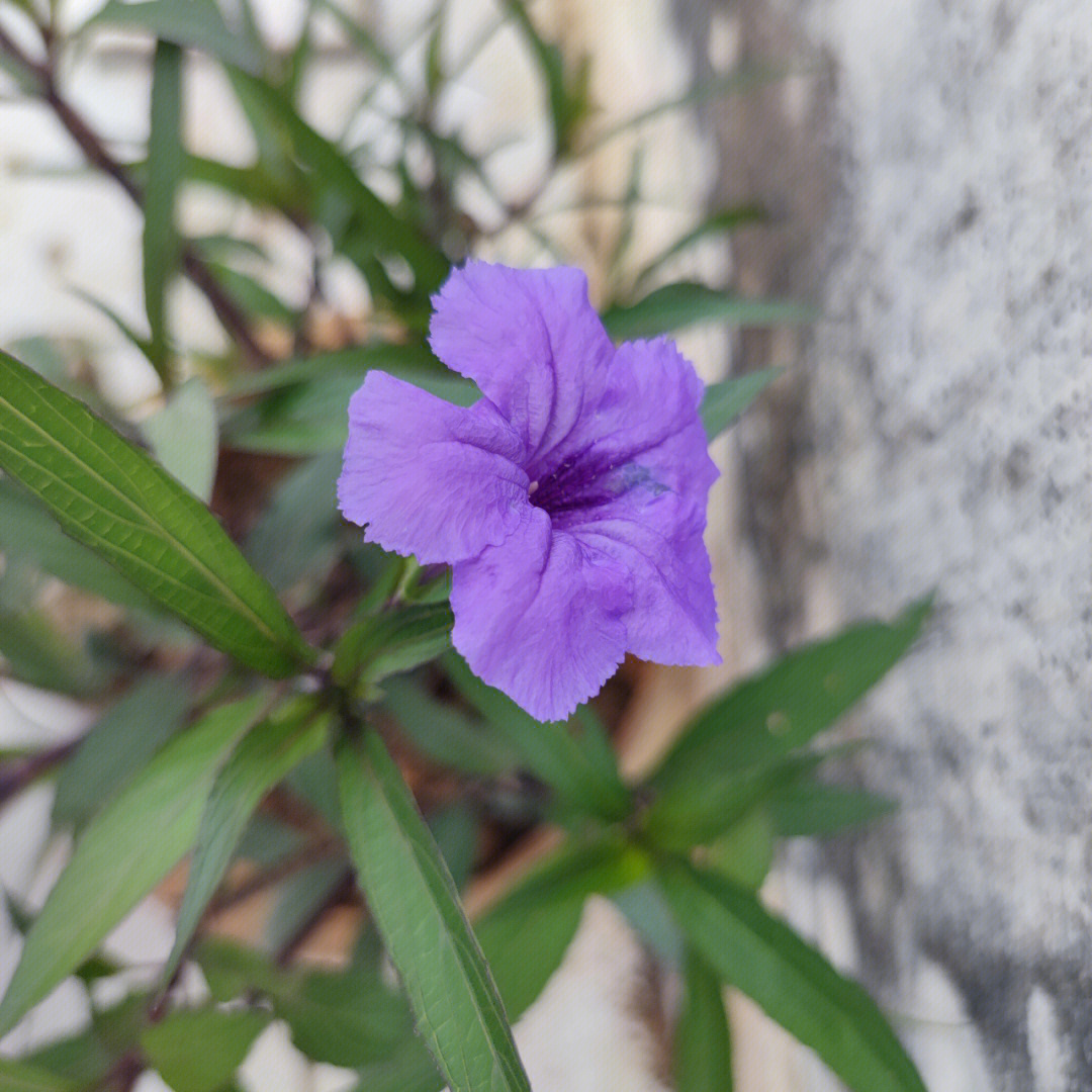 你们喜欢紫色的还是粉色的翠芦莉呢