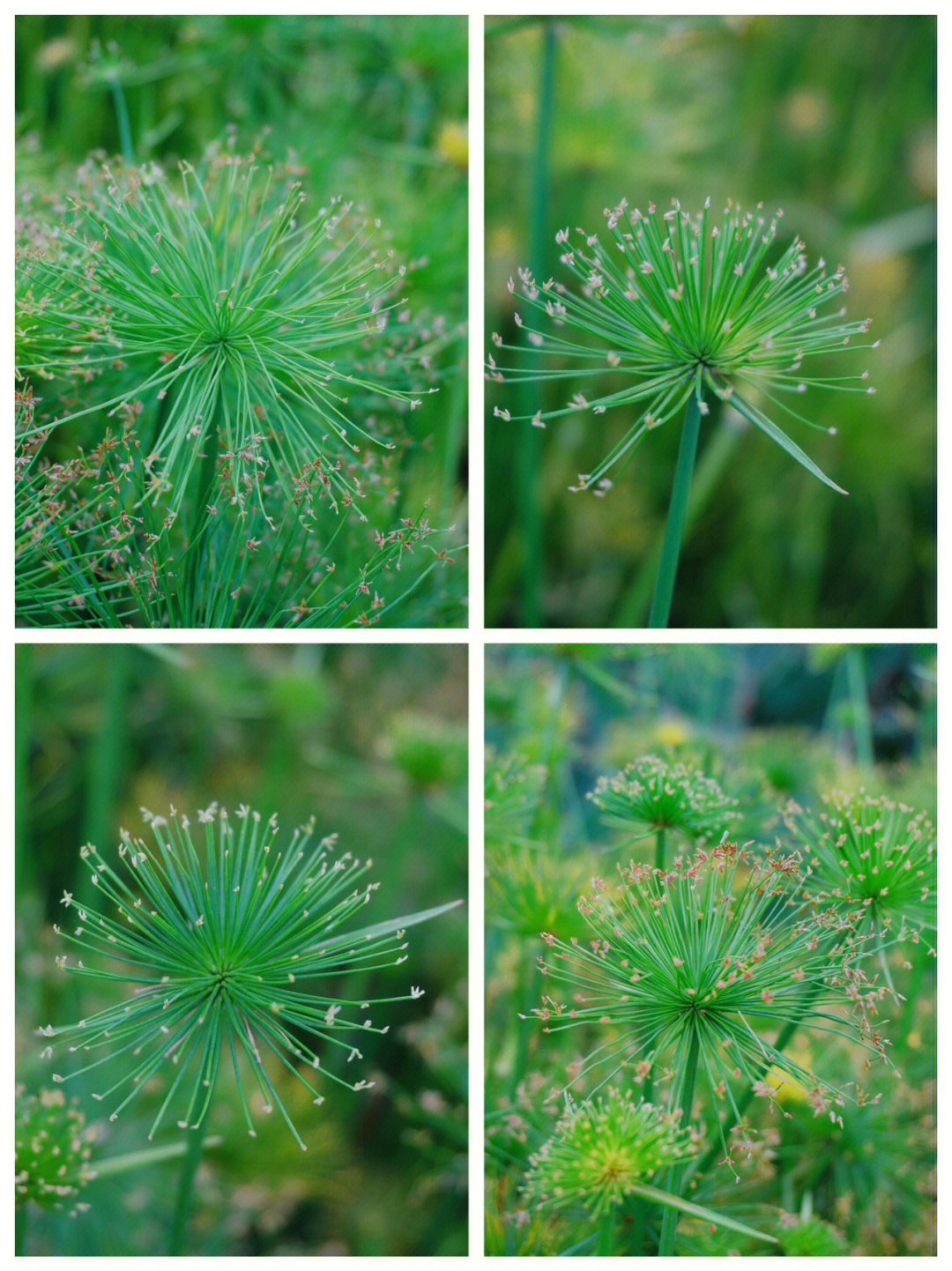 纸莎草花语图片