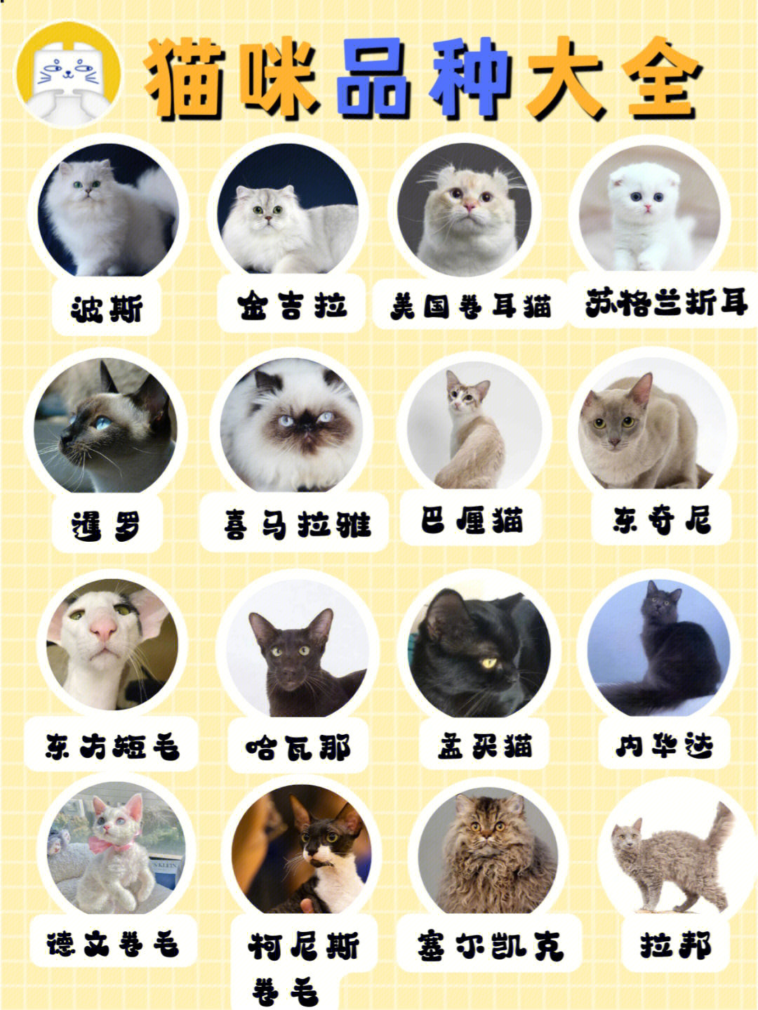 各种猫名字及图片图片