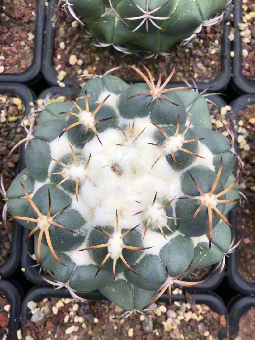 象牙丸#泰系#仙人球#沙生植物#多肉控#仙人球开花了