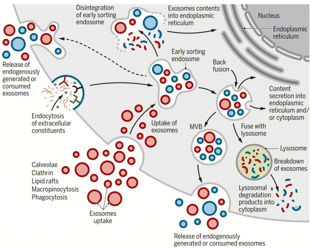 外泌体示意图图片