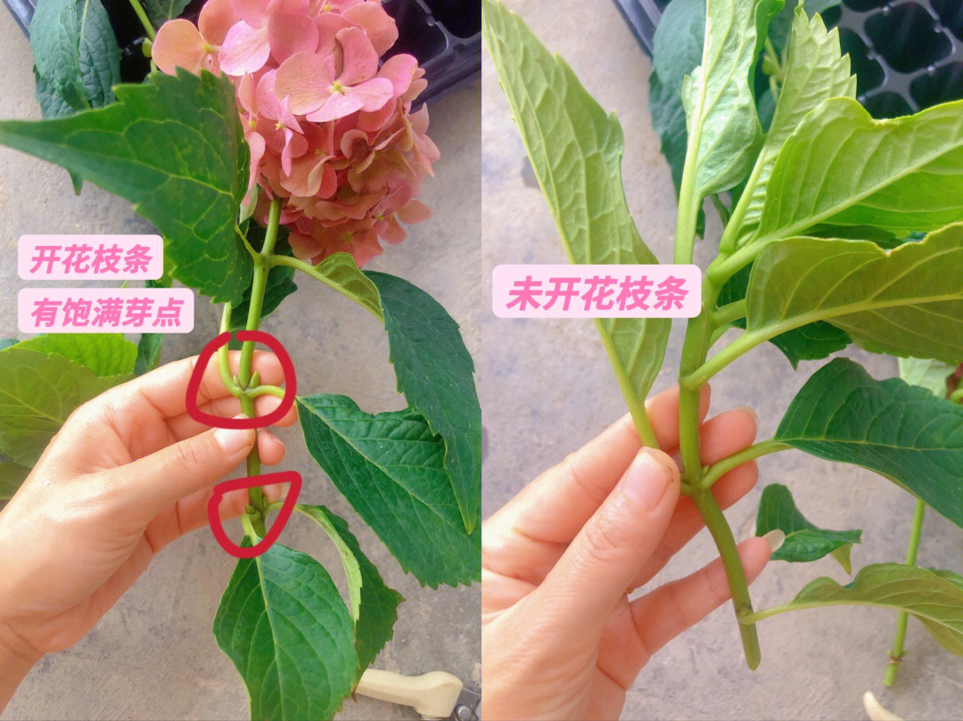 绣球花的变化过程图片