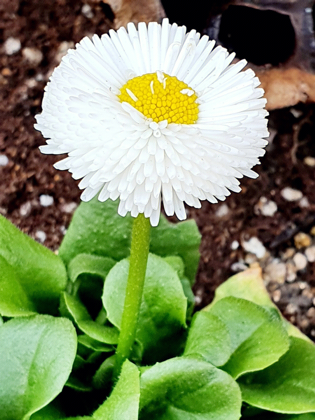 长得像小雏菊的白花图片