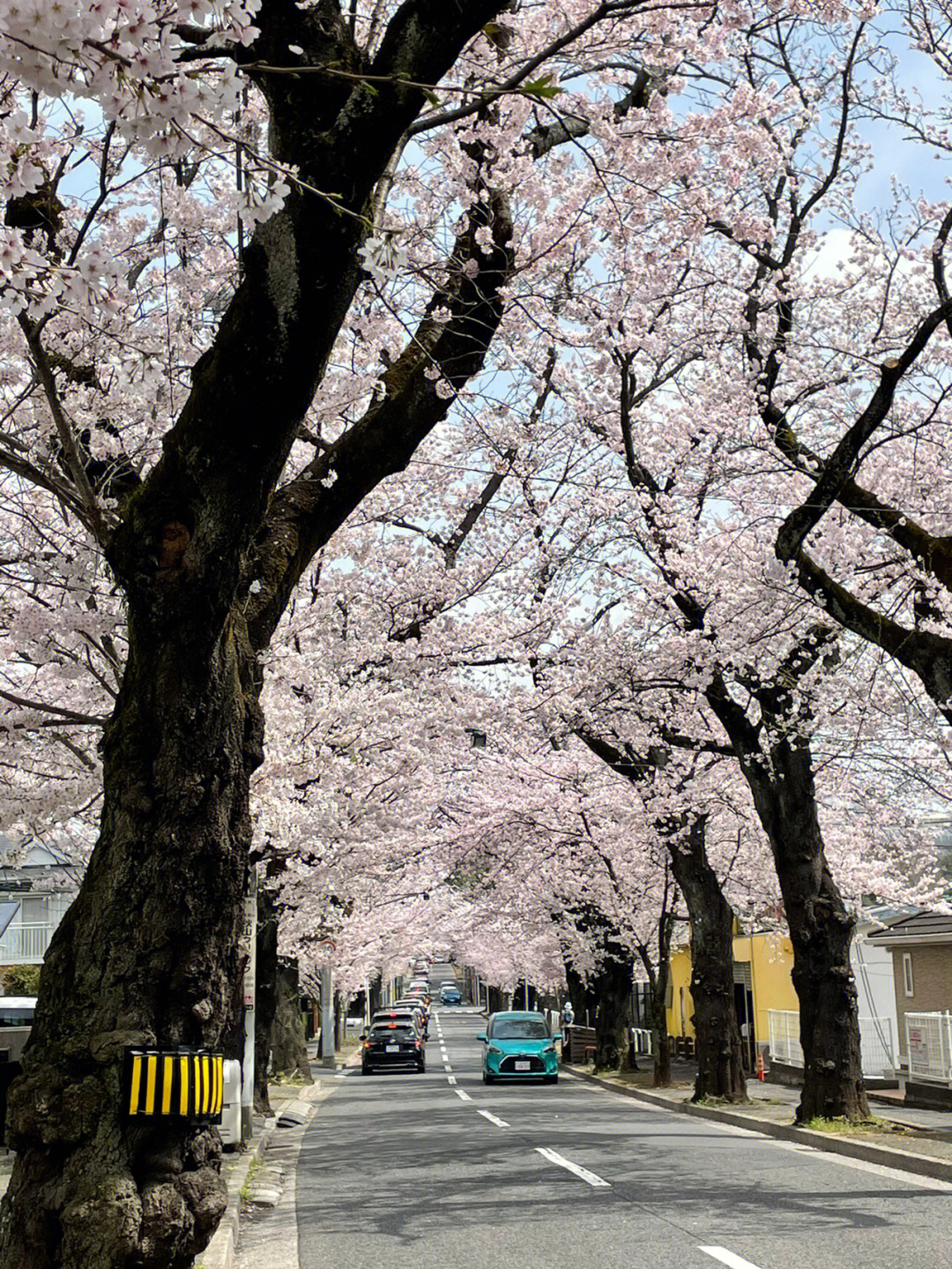 在这条樱花大道上的情景好像就在不久前又是一年樱花季#在日本的生活