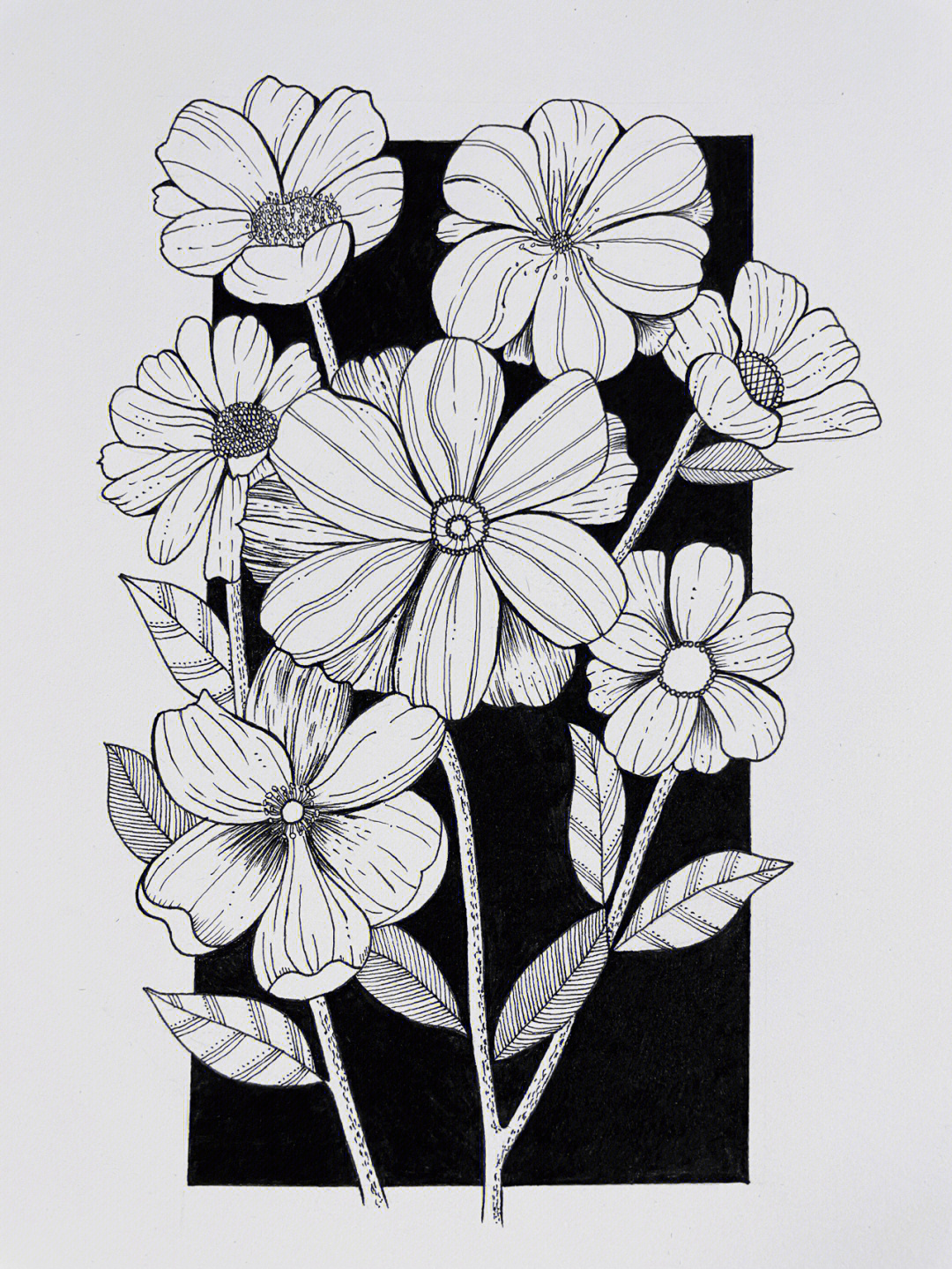 黑白线条精致画植物图片