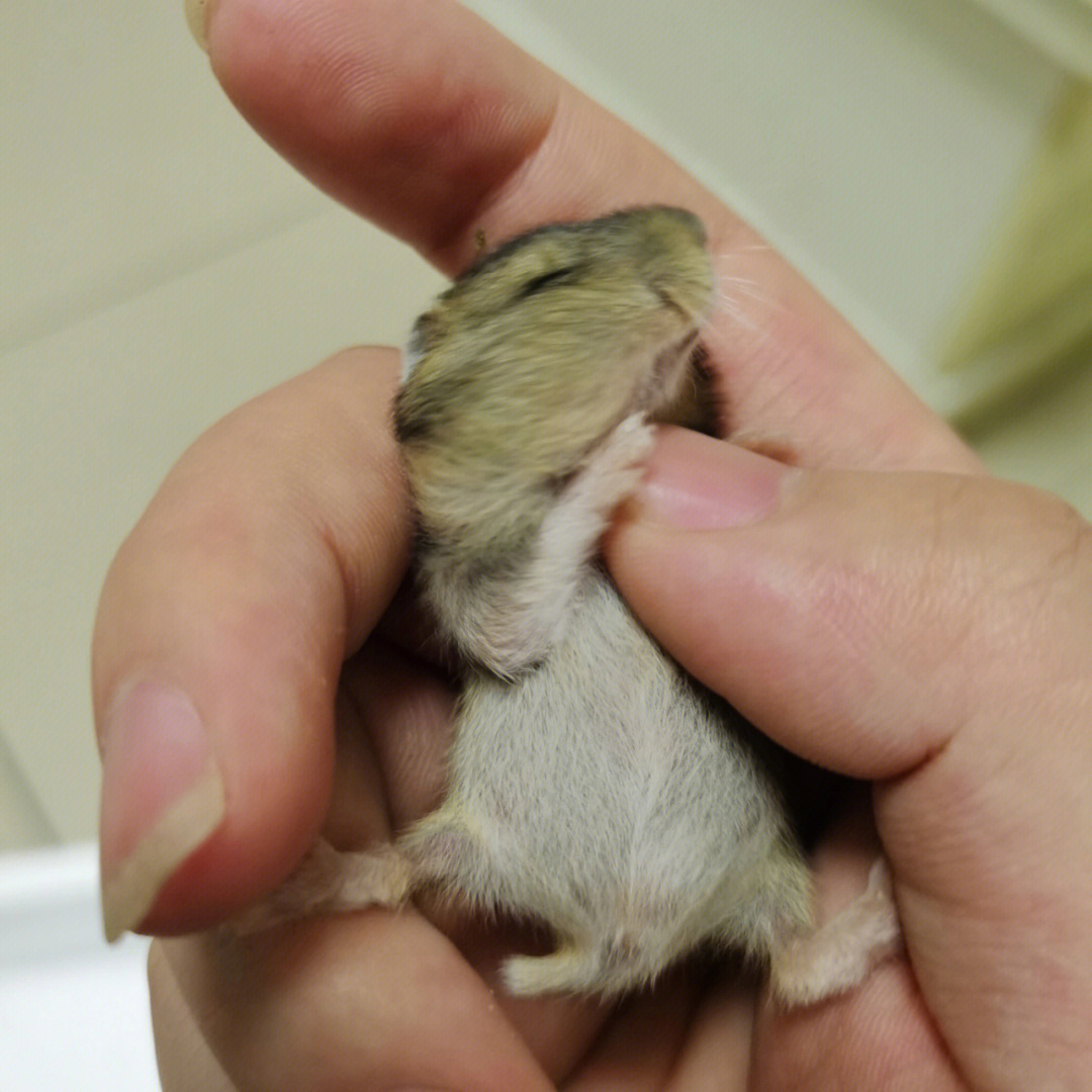 刚出生的仓鼠十天图片