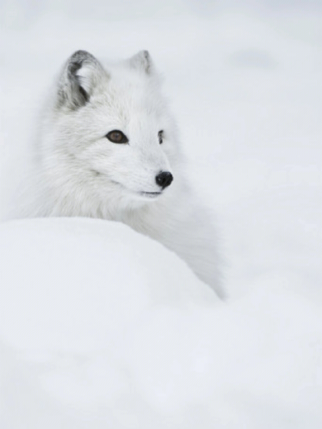 不怕冷的白狐狸