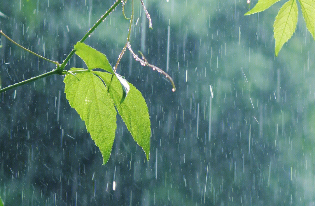 言叶之庭下雨超清壁纸图片