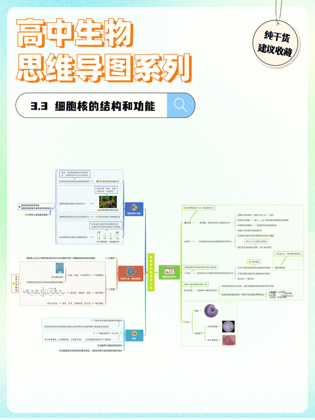 细胞核结构思维导图图片