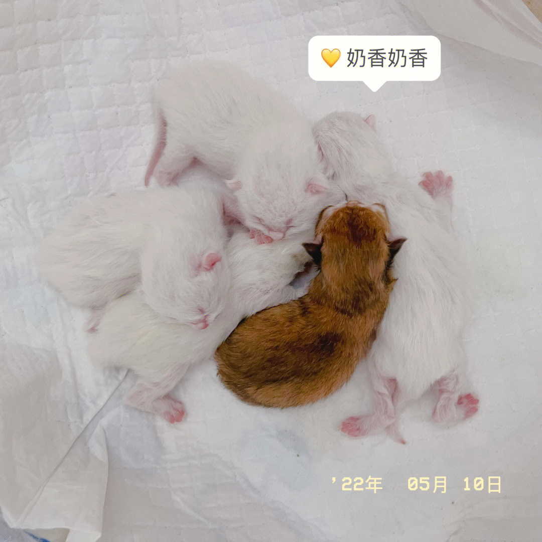 金点刚出生小猫图片图片