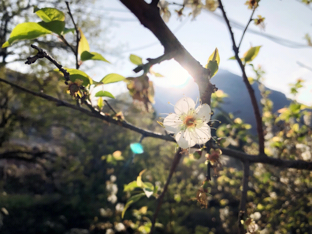 青梅花的花语图片