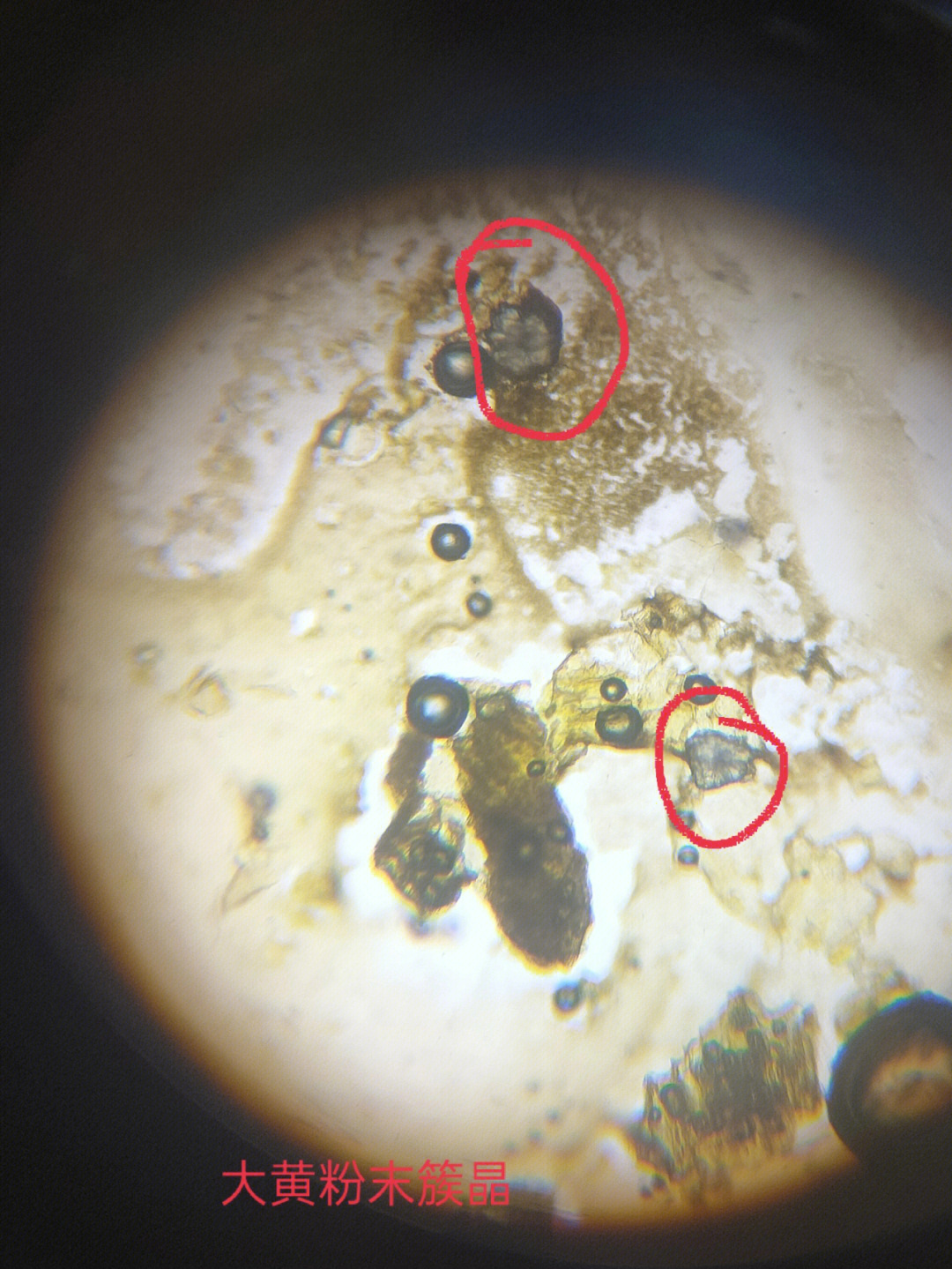 天麻粉末显微镜特征图图片
