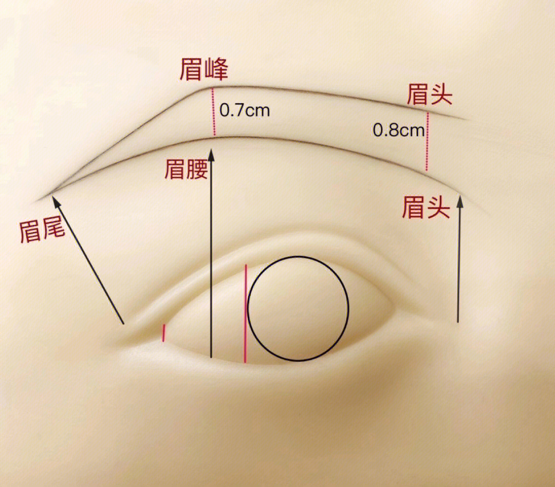 眉毛类型图片