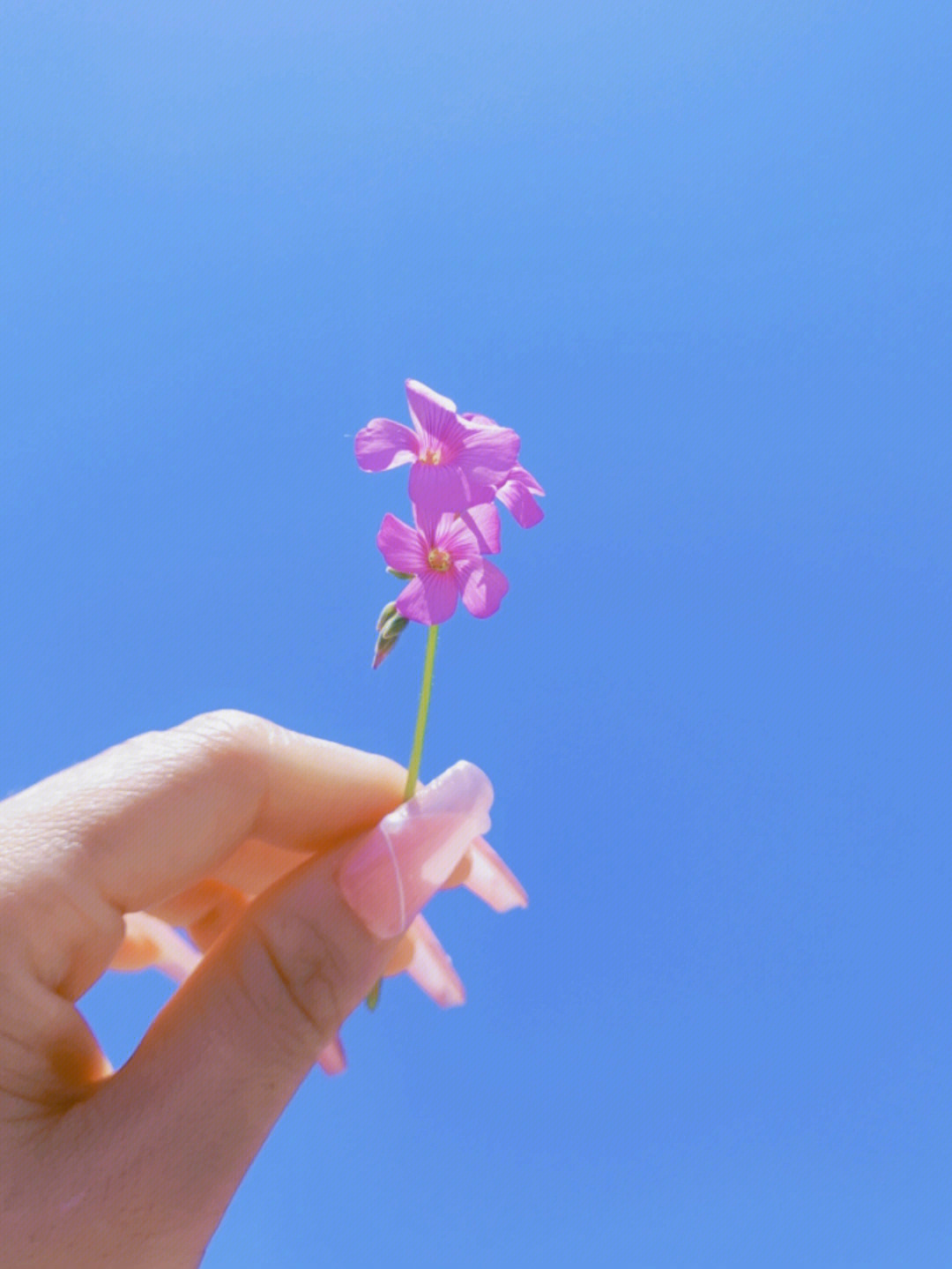 花朵的唯美